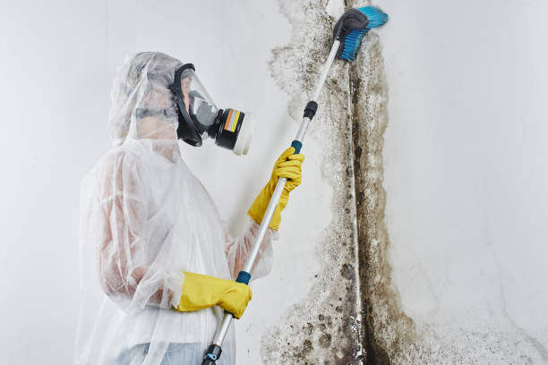 Reliable Grandview, WA Mold Removal Services Solutions